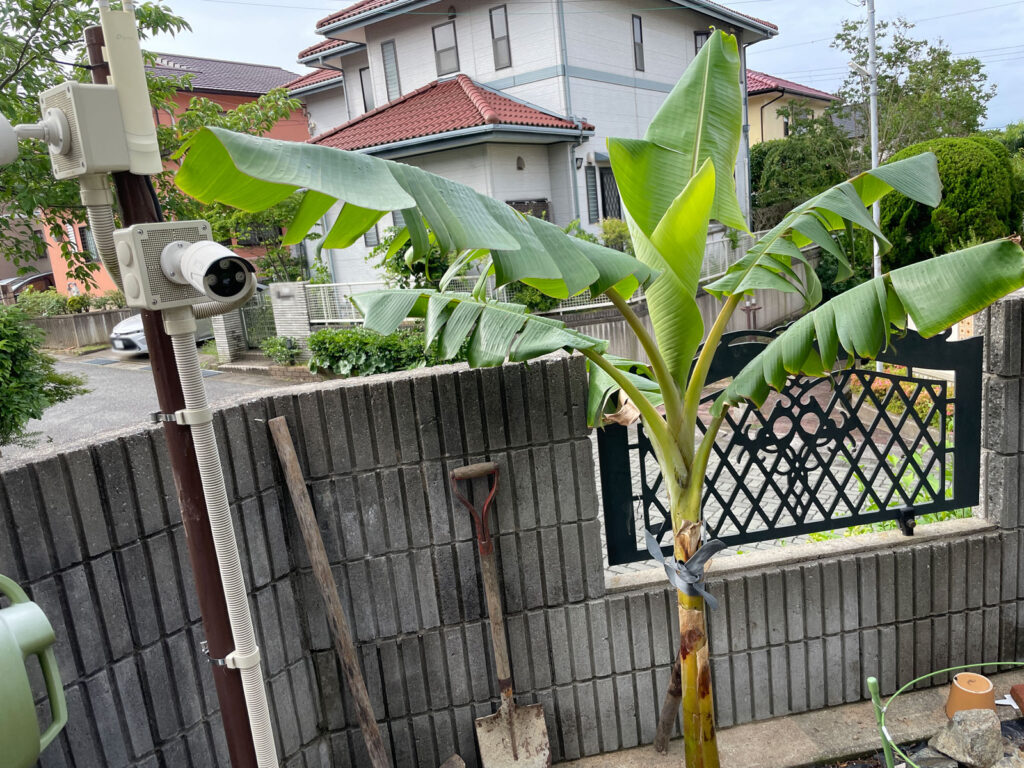 露地植えにした耐寒性バナナ