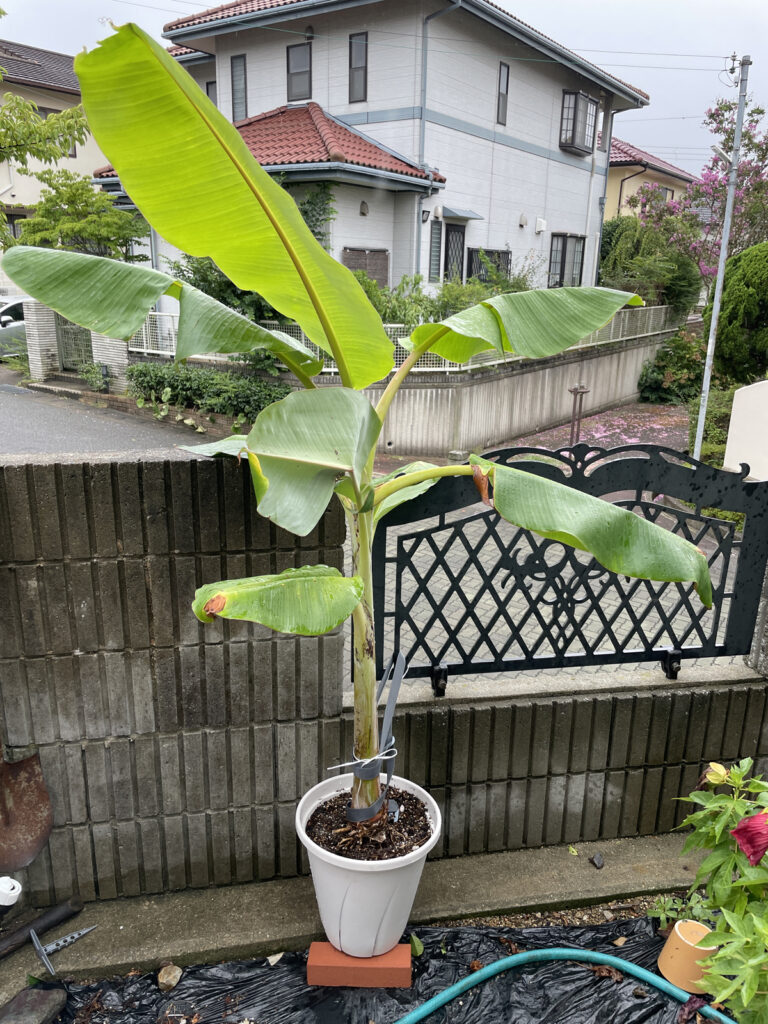 鉢植えの耐寒性バナナ