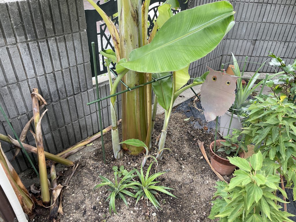 耐寒性バナナの株元から出てきた子株