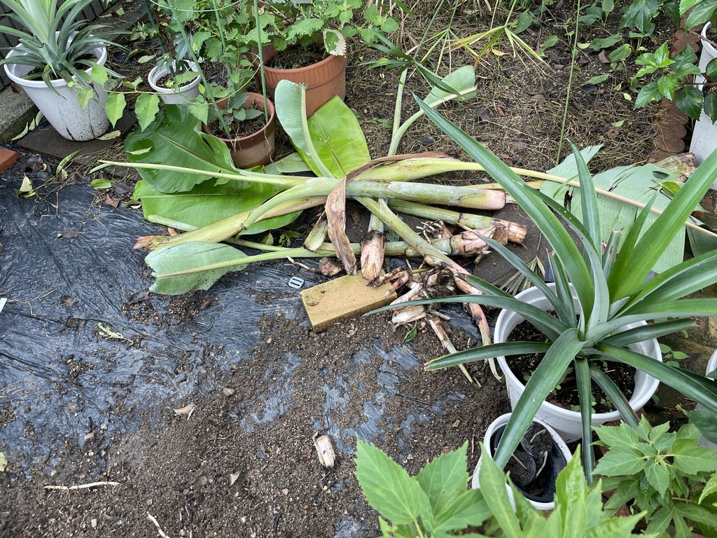 整理した耐寒性バナナの葉や株の一部